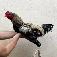 خروس لاری 15 ماهه