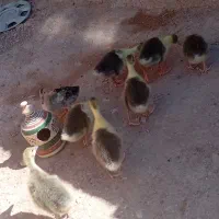 ۵ عدد جوجه غاز و ۱ عدد اردک