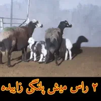 ۲ تا میش پلنگی زاییده