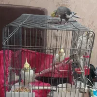 دستی حرف بلد دستی فول رام