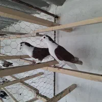 کبوتر|پرنده|آران و بیدگل, |دیوار