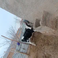 گوساله سیمنتال|حیوانات مزرعه|قیدار, |دیوار