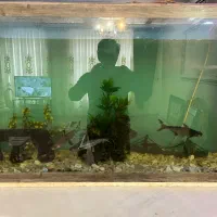 اکواریوم اب شیرین