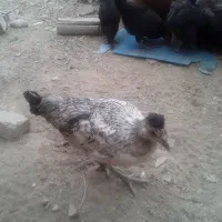 مرغ و خروس|حیوانات مزرعه|بروجن, |دیوار