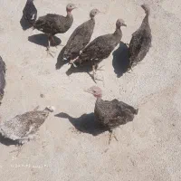 جوجه بوقلممون پنچ ماه
