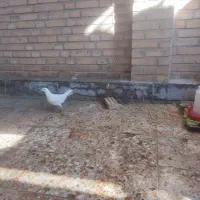 کبوترفروشی|پرنده|رامهرمز, |دیوار