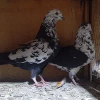 کفتر قاره|پرنده|کوهدشت, |دیوار