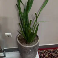 تعدادی گل سرسبز و شاداب