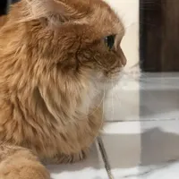 پرشین اصیل  ماده