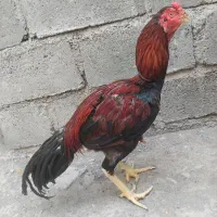 خروس فروشی
