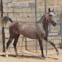 اسب مادیان ترکی خوندار و دمگیر|اسب و تجهیزات اسب‌سواری|شیراز, سجادیه|دیوار
