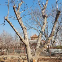 کلیه کار های باغبانی پذیرفته می‌شود