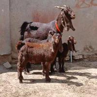 شاه بز سه قلوزا