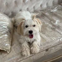 گمشده محدوده اکرم آباد