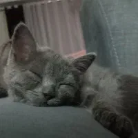 بچه اسکاتیش بیریتیش/اشرافی/اصیل/ ۶۵ روزه