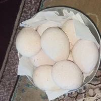 تخم بوقلمون