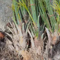 فروش پاجوش درجه یک کلوته