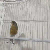 کبوتر و قناری|پرنده|کرمان, |دیوار