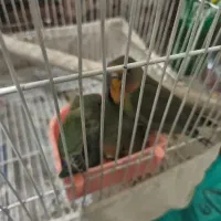 کوتوله برزیلی مولد و ساده