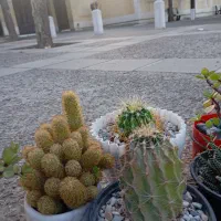 انواع گل آپارتمانی و پاسیونی