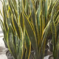 گیاه آپارتمانی سانسفریا