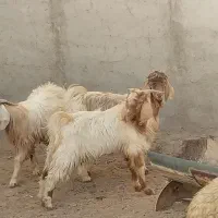 کهره بره قوچ نری بز میش