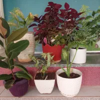 گلهای اپارتمانی|گل و گیاه طبیعی|تربتحیدریه, بالا ولایت|دیوار