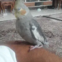 سلام عروس هلندی جوجه نر سخنگو|پرنده|کرج, شاهین‌ویلا|دیوار