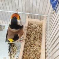 سهره نر و ماده دهن دار