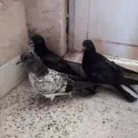 جوجه دمگیر
