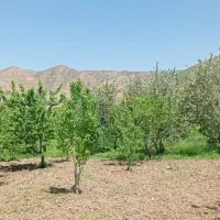 باغ|فروش زمین و ملک کلنگی|بجنورد, |دیوار