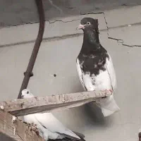 انواع کبوتر|پرنده|کنارک, |دیوار