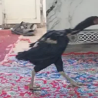 دوعددمرغ لاری