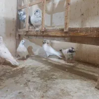 فروش کبوتر های جفت درجه یک با پریدن ۵ تا ۶ساعت نیم|پرنده|سیستان, |دیوار