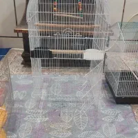 قفس طوطی وکاسکو