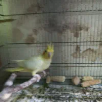 طوطی عروس  جفت و جوجه|پرنده|بهشهر, |دیوار