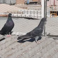 کبوتر کفتر زاغ واکسی|پرنده|تهران, سیروس|دیوار