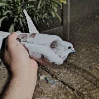 کبوتر پوس پیازی|پرنده|برازجان, |دیوار