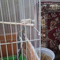 عروس هلندی
