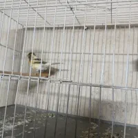 قناری ابلغ نرمست