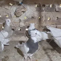 کبوتر طوقی جفتگاه|پرنده|تایباد, |دیوار