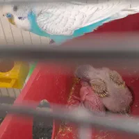 سلام  مرغ عشق مولد عالی با ۳ جوجه