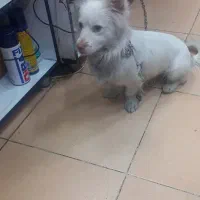 توافقی به فروش میرسد|سگ|کرج, مهرویلا جنوبی|دیوار