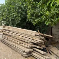 چوب سپیدار روس