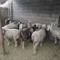 شیشک و میش ترکی