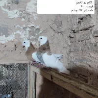 کبوتر یا کفتر