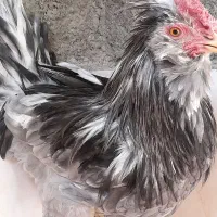 طوسی بدون غلط