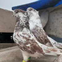 کفتر گرگی