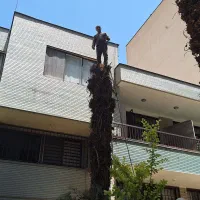 چوبری وخرید انواع چوب|خدمات باغبانی و درختکاری|مشکین‌دشت, |دیوار