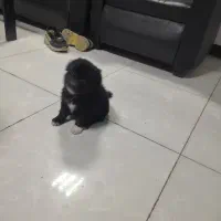 سگ پامر / شینزو|سگ|گلبهار, شهر جدید گلبهار|دیوار